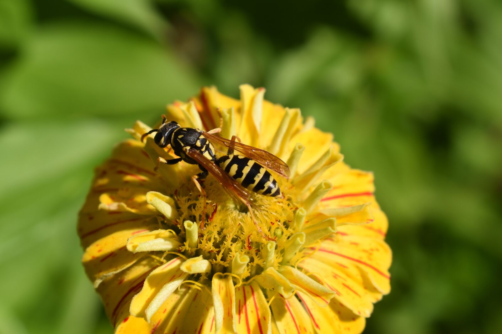 Nikon D5500 sample photo. Flower, wasp, yellow photography