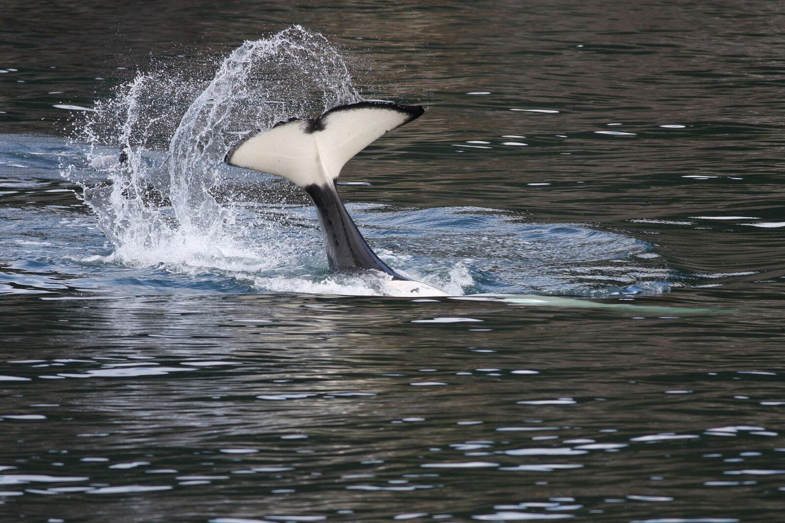 Canon EOS 40D sample photo. Orca, tail bobbing, breaching photography