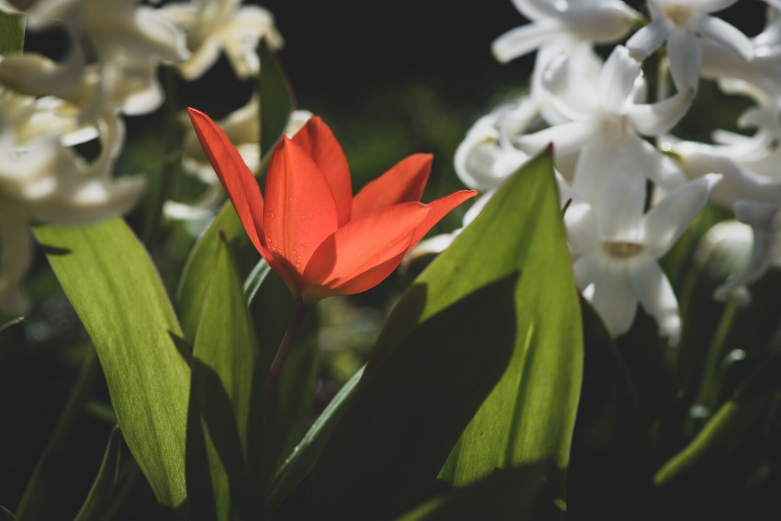 Nikon D750 sample photo. Flower, tulip, red photography