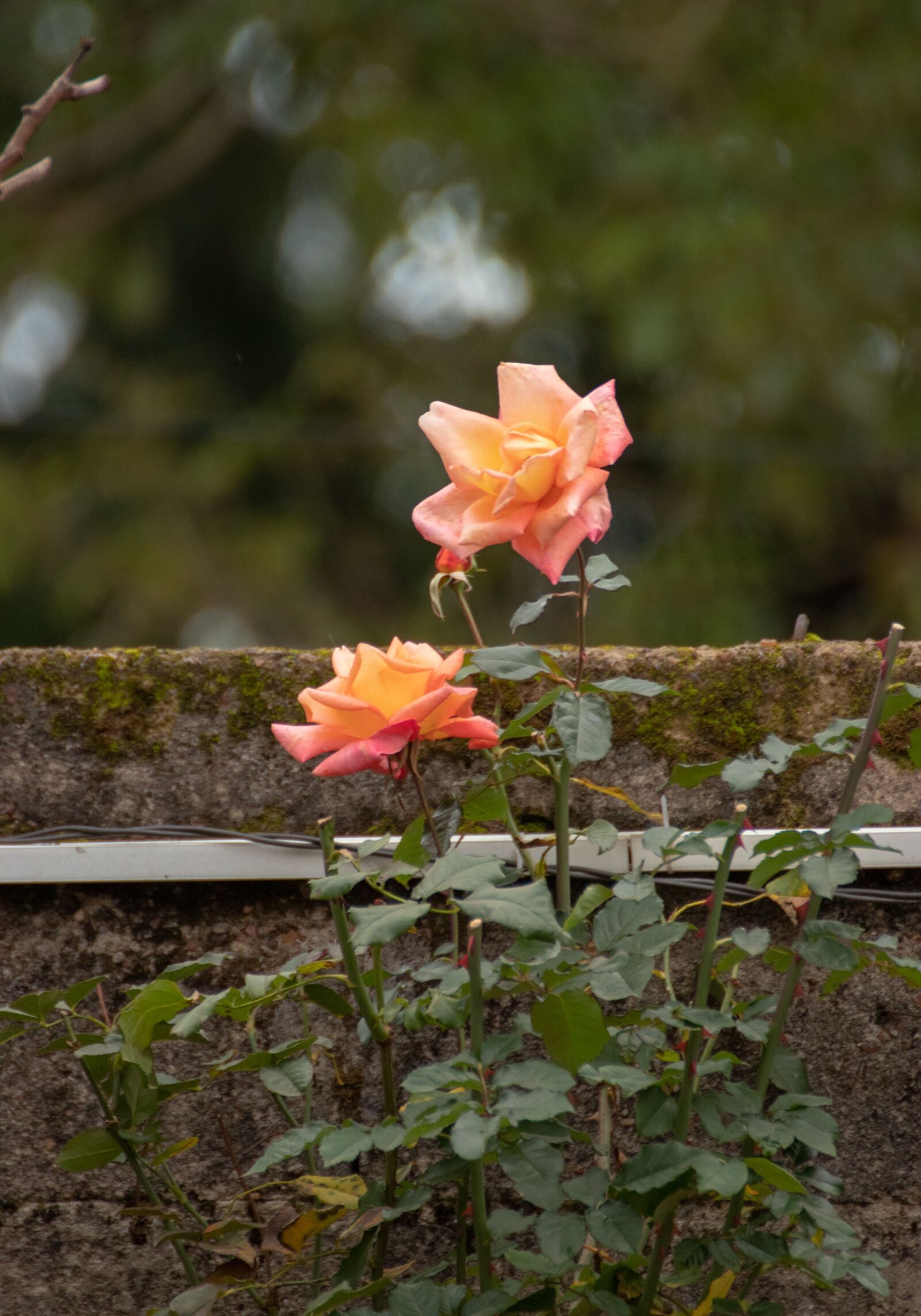 Canon EOS 200D (EOS Rebel SL2 / EOS Kiss X9) sample photo. Roses, flower, flowers photography