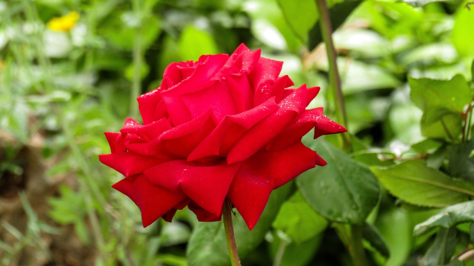 Canon PowerShot SX410 IS sample photo. Red rose, red, nature photography