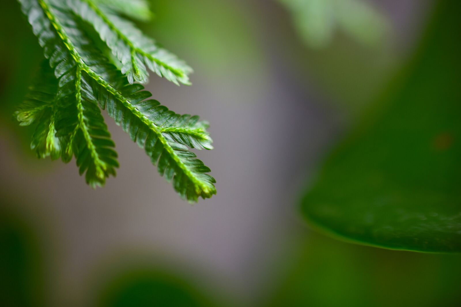 Nikon D7200 sample photo. Abstract, advertising, announcement photography