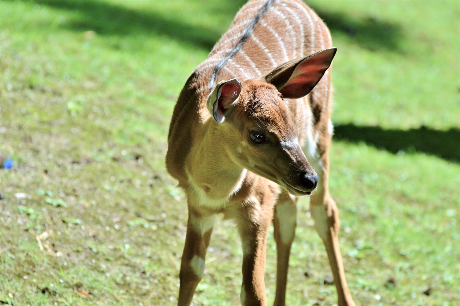 Nikon D3200 sample photo. Kudu, antelope, ruminant photography