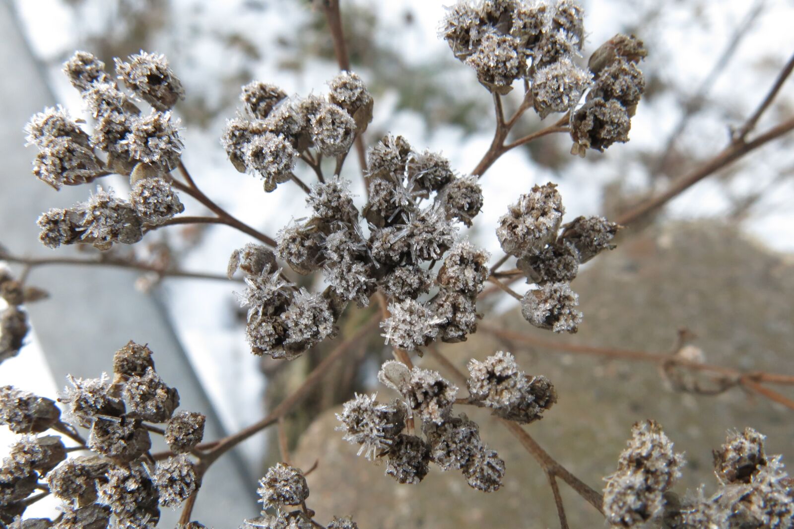 Canon PowerShot G15 sample photo. Frost, norrbotten, winter photography