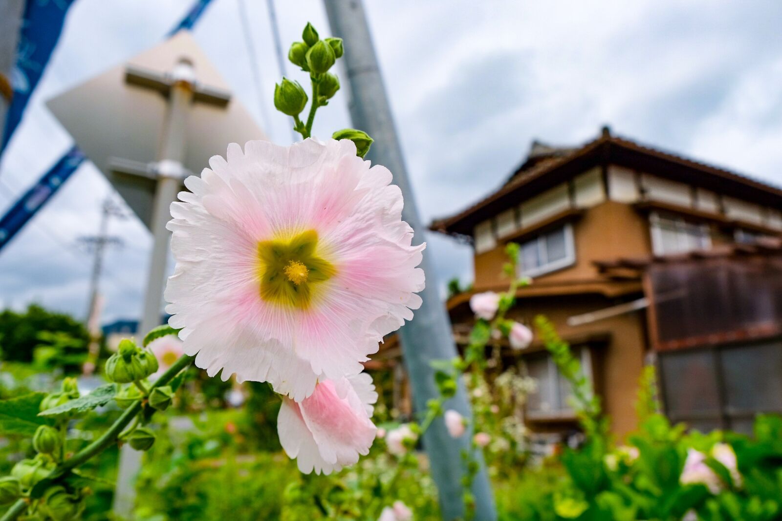 Fujifilm X-T20 sample photo. Flower, pink, flowers photography