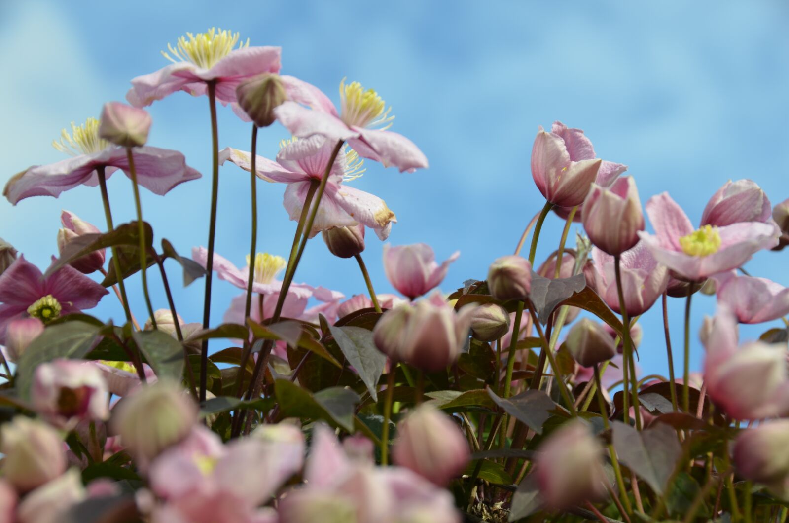 Nikon D5100 sample photo. Ivy, flowers, nature photography