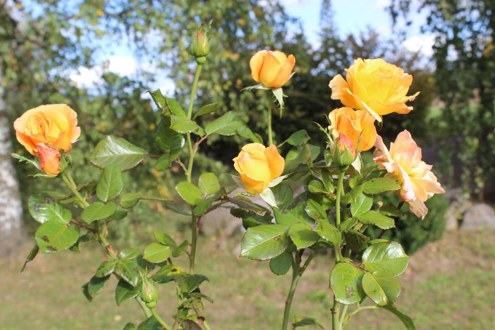 Canon EOS 600D (Rebel EOS T3i / EOS Kiss X5) sample photo. Rosebush, october rose, late photography