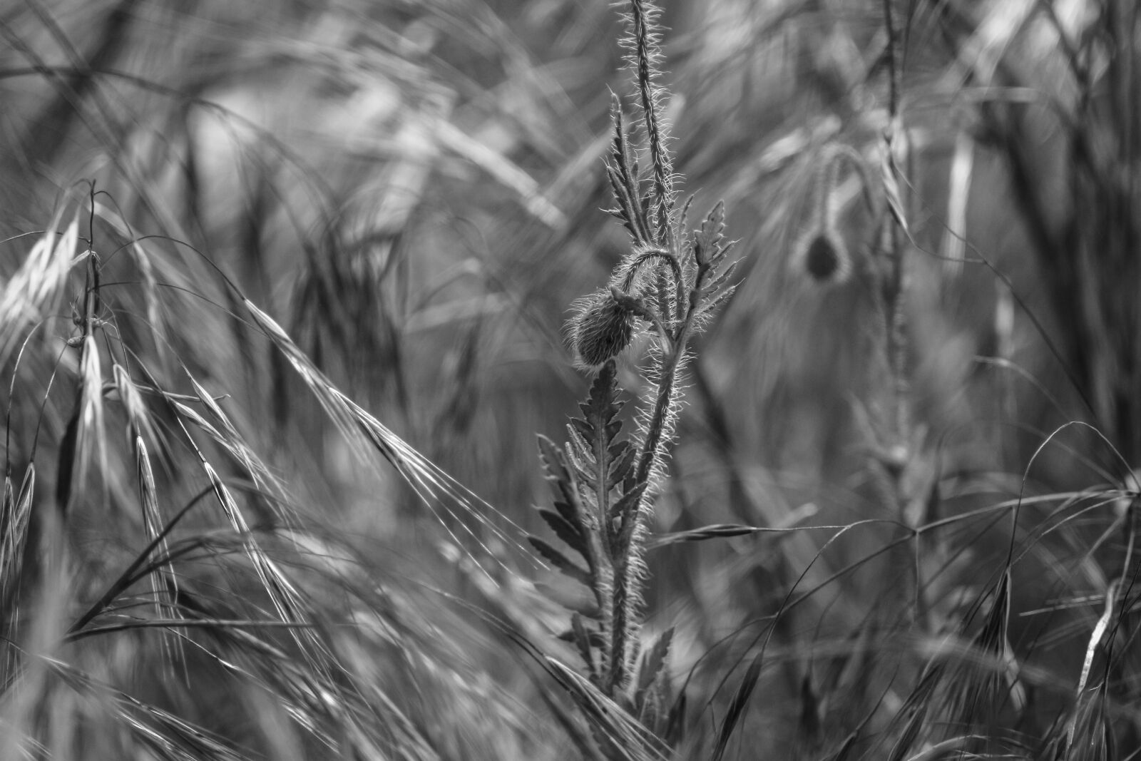 Canon EOS 700D (EOS Rebel T5i / EOS Kiss X7i) sample photo. Nature, plant, season photography
