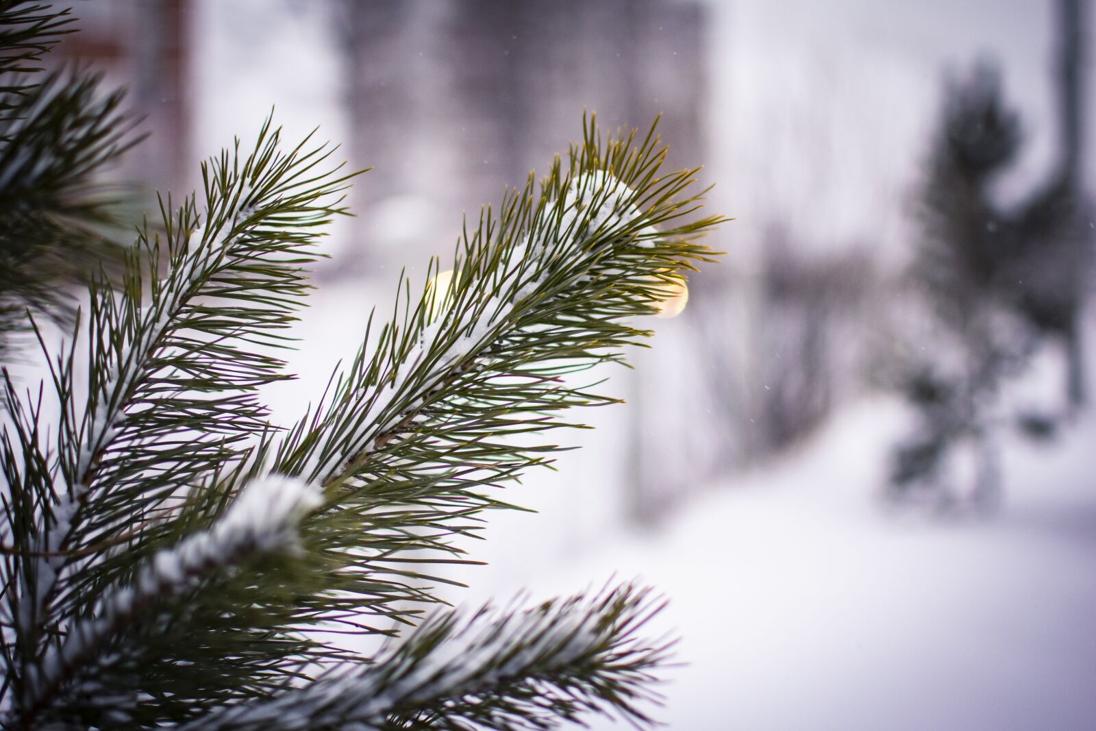 Nikon D5300 sample photo. Snow, winter, plants photography