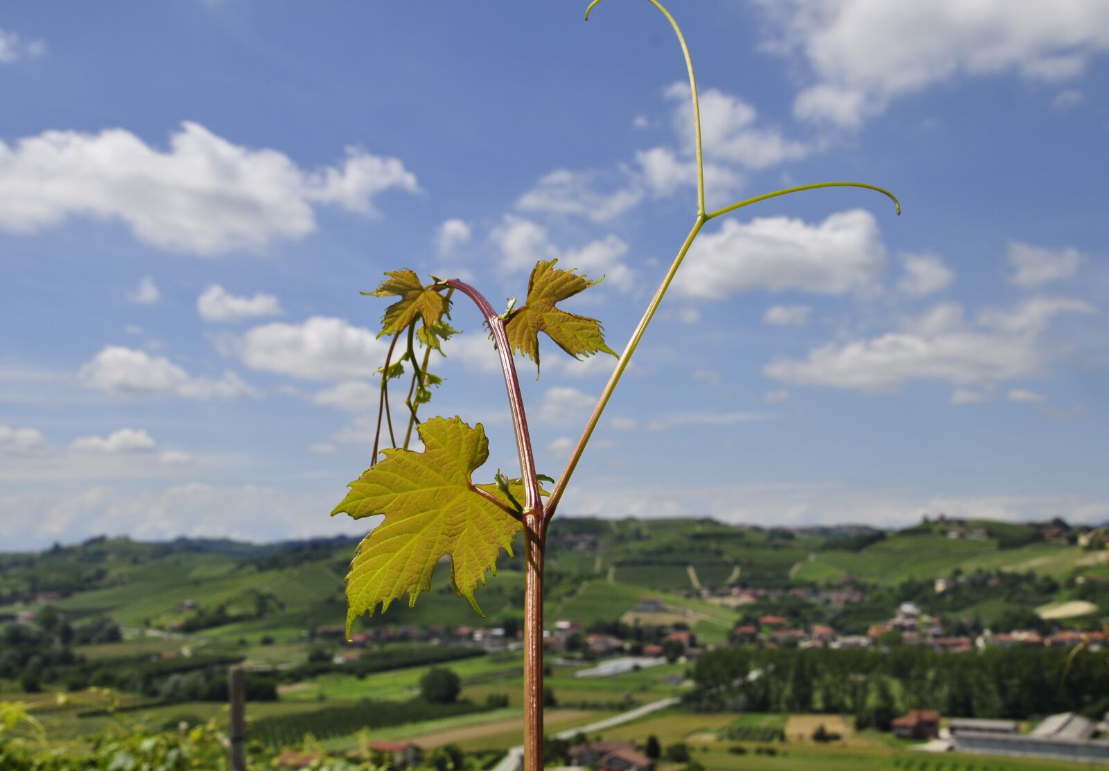 Nikon D5000 sample photo. Vineyard, summer, colors photography
