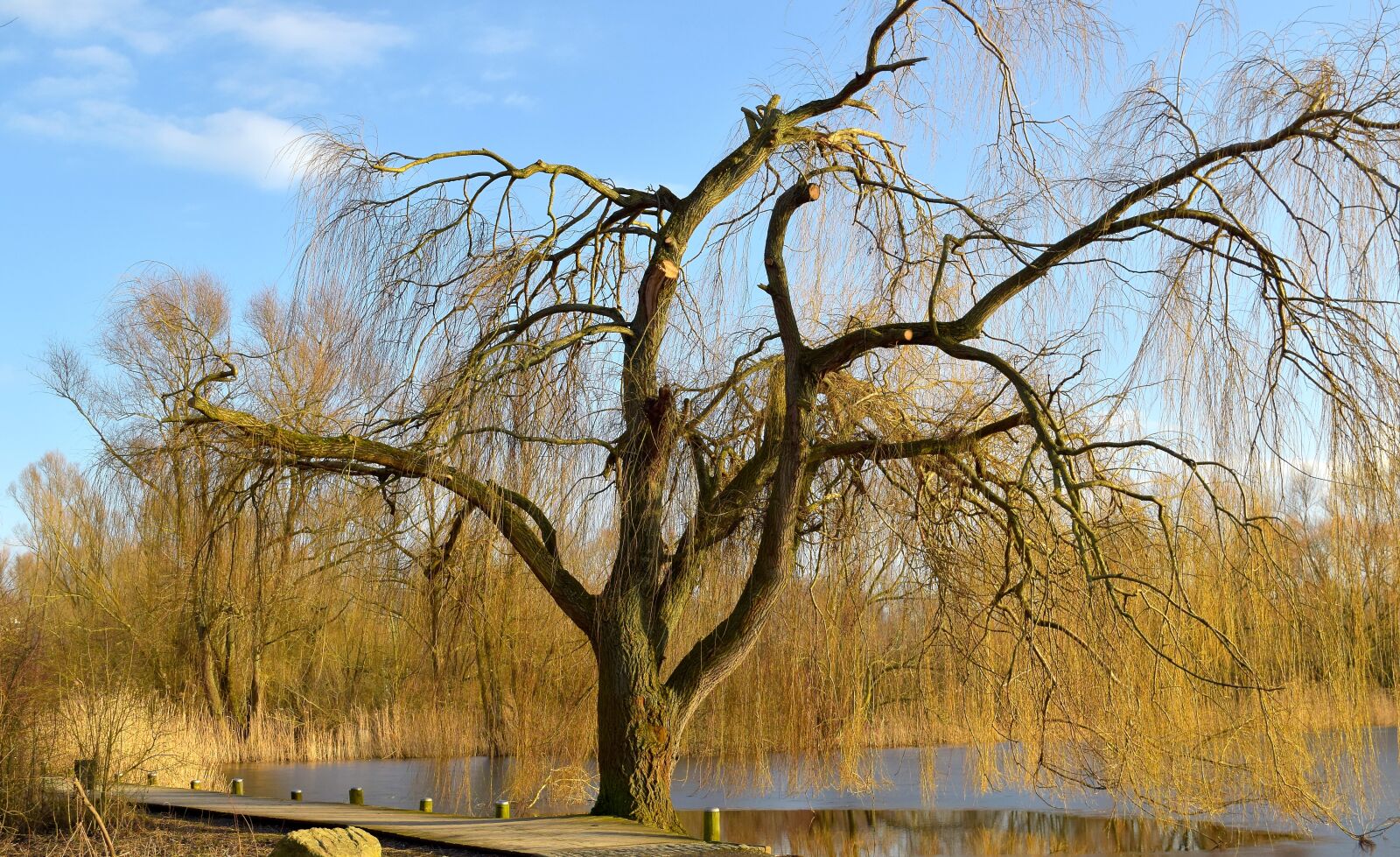 Nikon D5300 sample photo. Tree, nature, wood photography