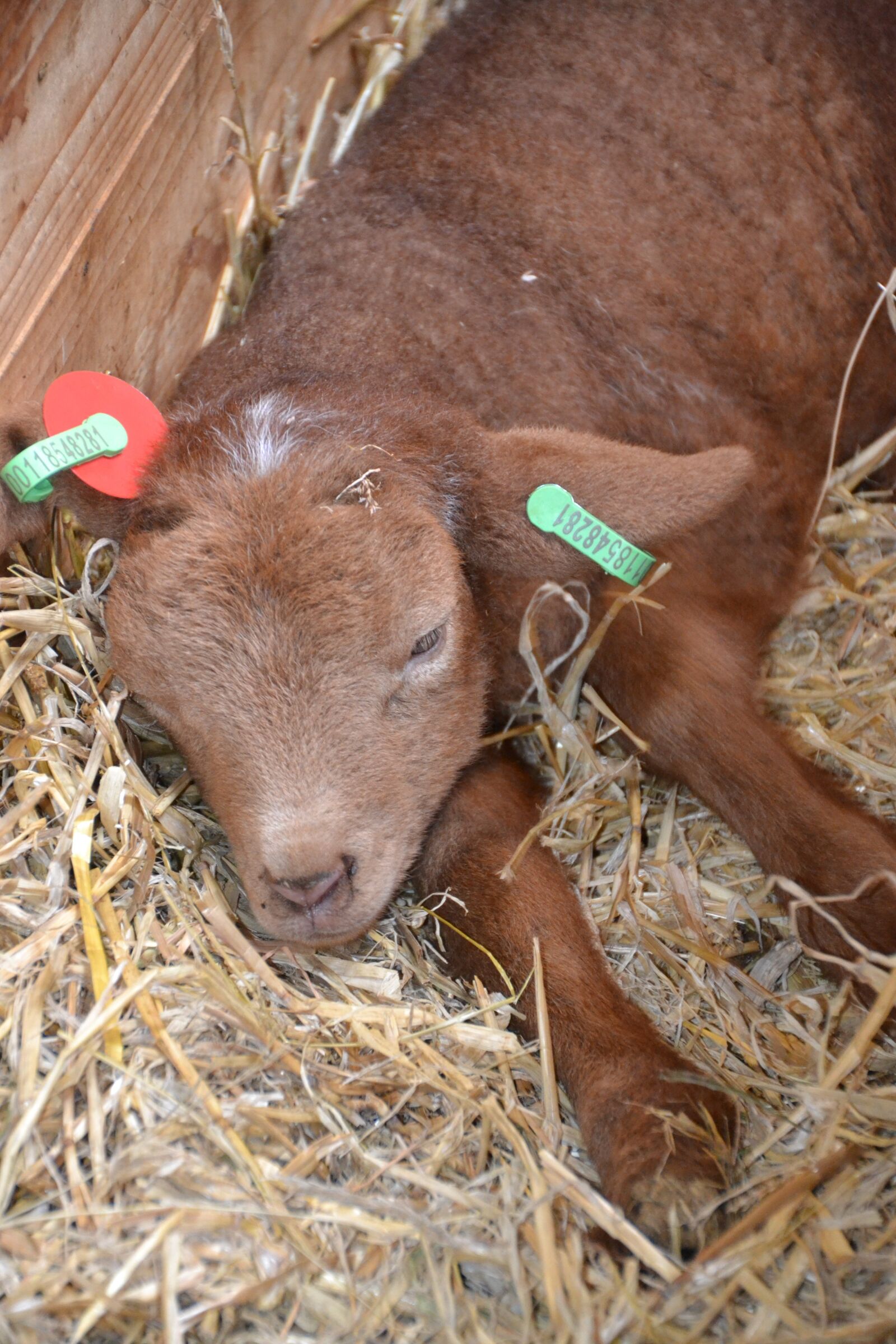 Nikon D3100 sample photo. Lamb, farm, sheep photography