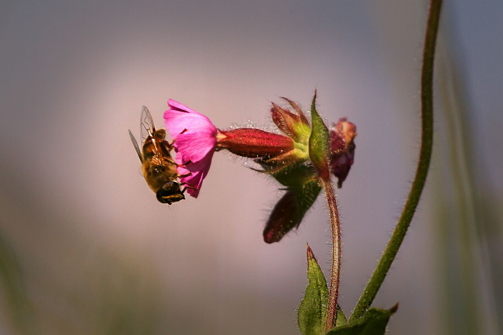 Canon EOS 7D + Canon EF 70-200mm F4L USM sample photo. Bee, close up, nature photography