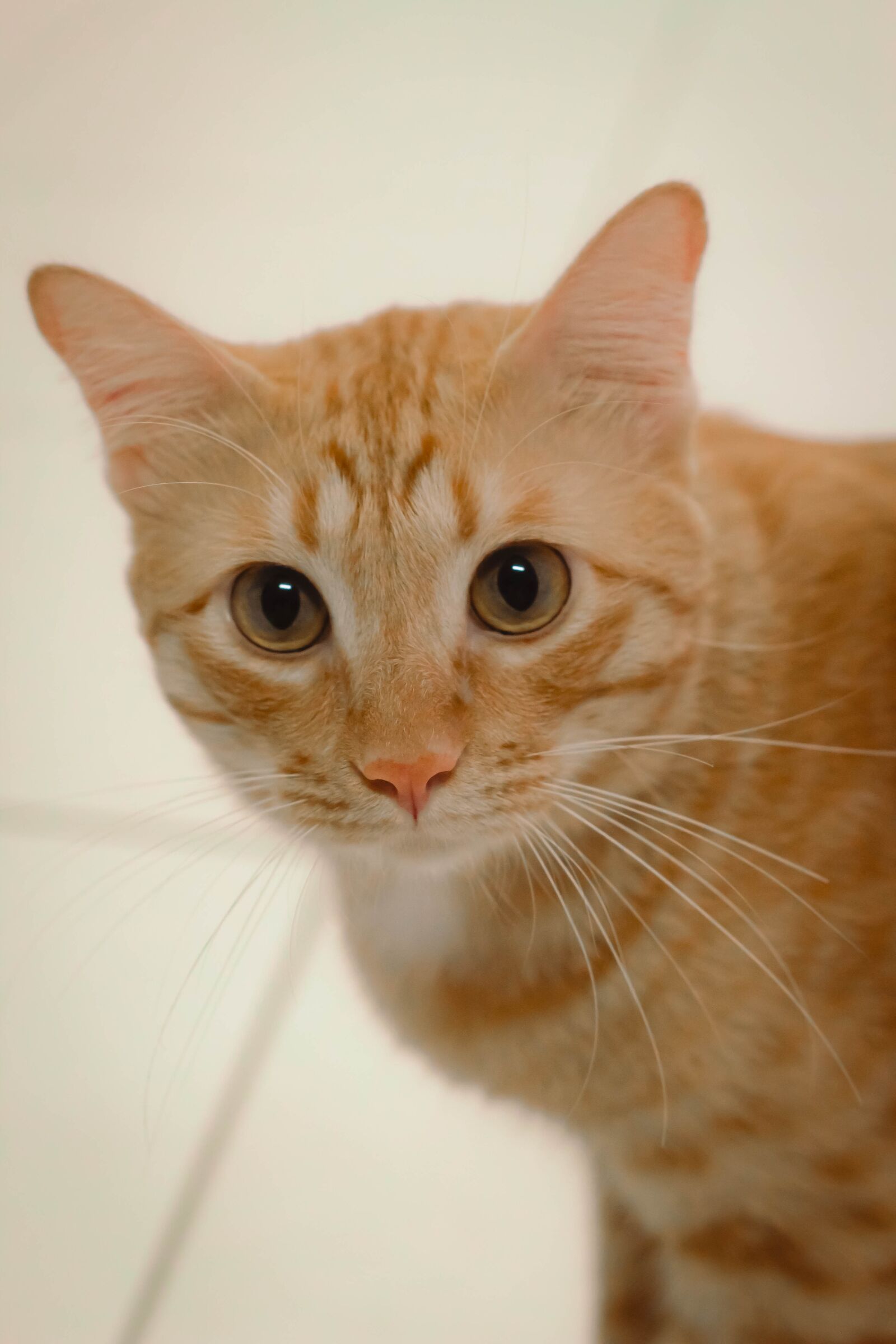 YN50mm f/1.8 II sample photo. Orange, cat, eye photography
