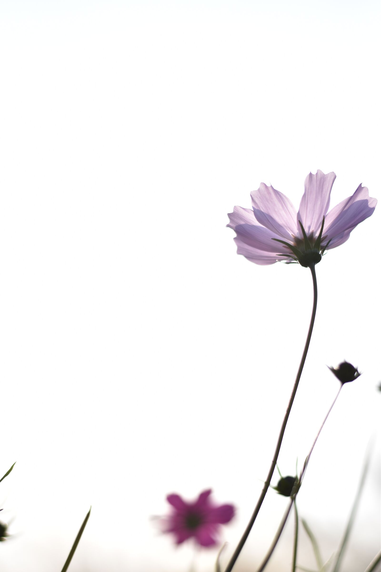 Nikon D5500 sample photo. Cosmos, autumn, flowers photography