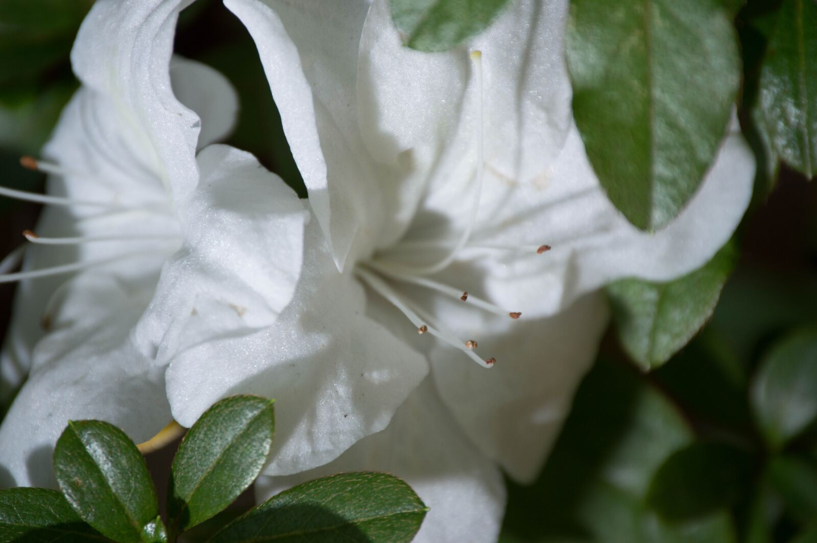 Nikon D3200 sample photo. Flower, plant, garden photography