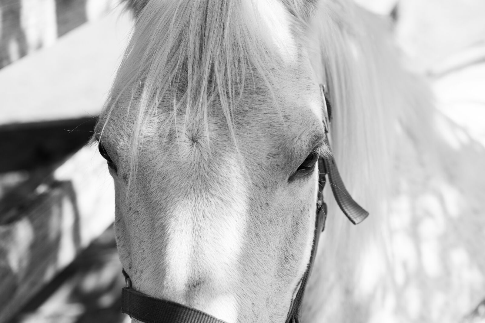 Nikon D750 sample photo. Pony, horse, equine photography