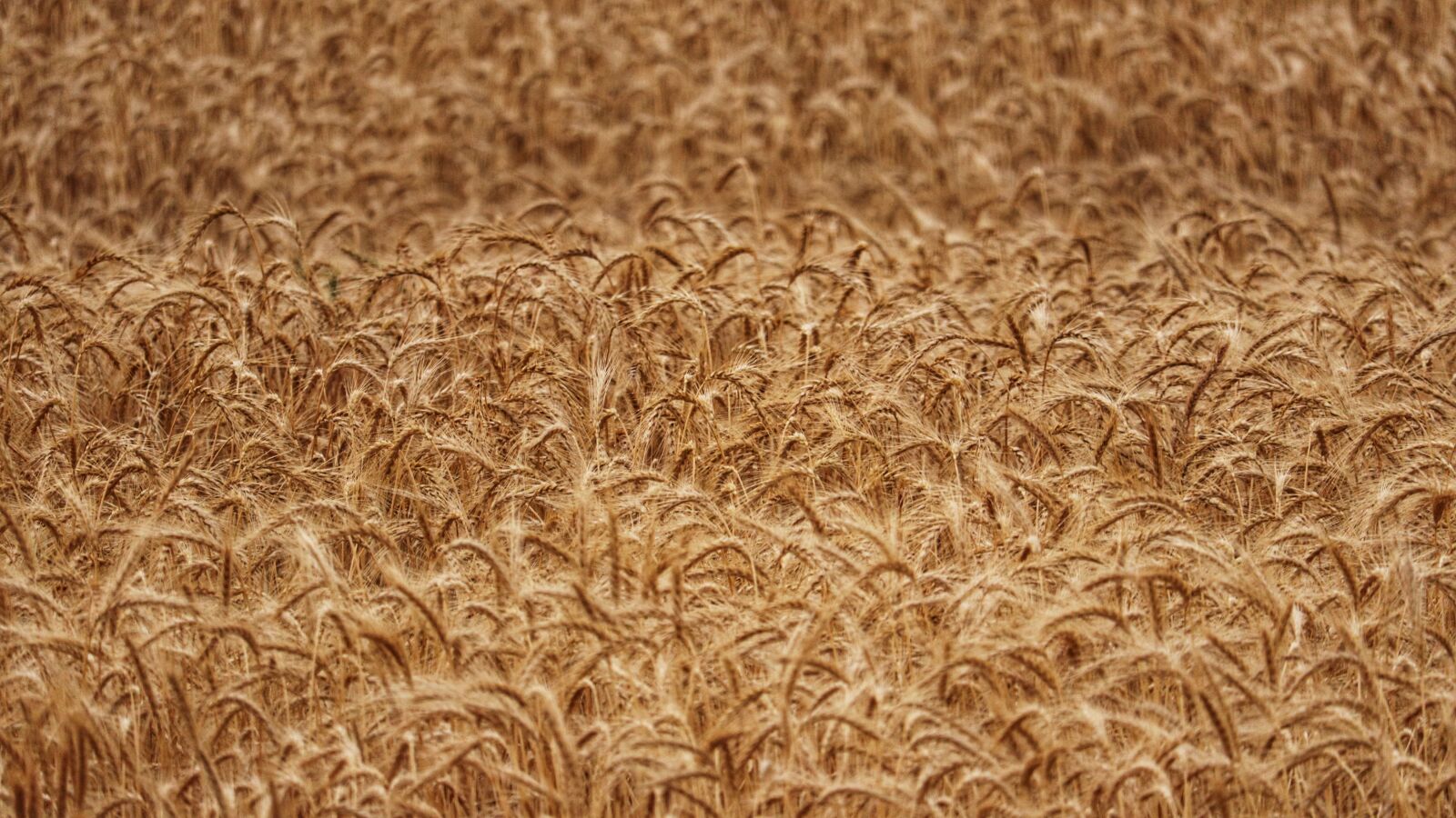 Canon EF-S 55-250mm F4-5.6 IS STM sample photo. Wheat, crops, field photography
