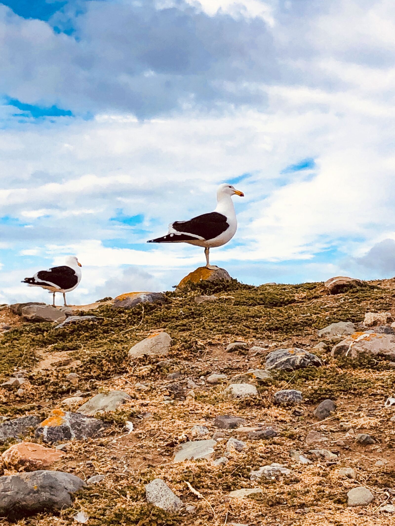 iPhone 8 back camera 3.99mm f/1.8 sample photo. Seagull, sea, beach photography