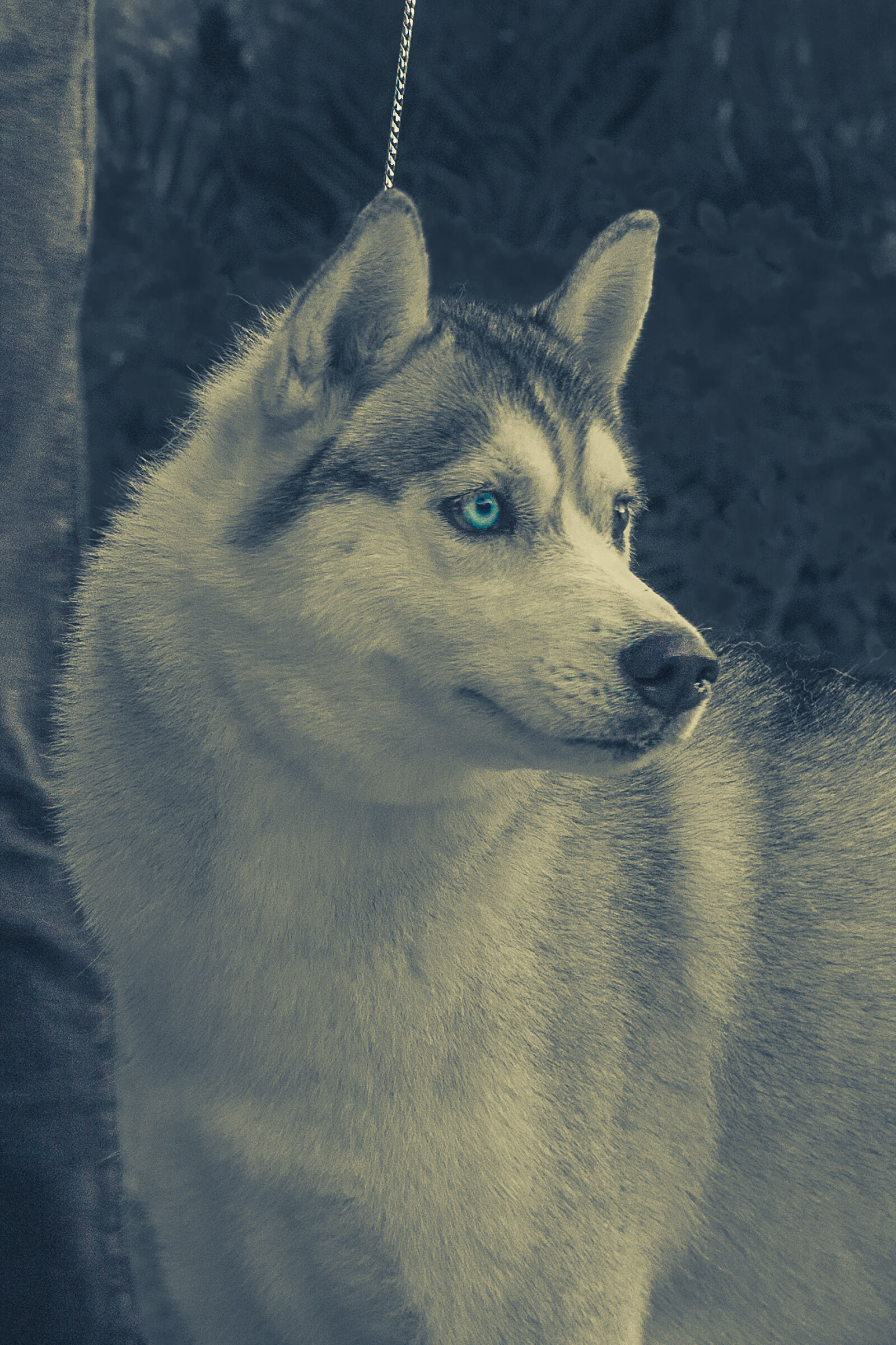 Canon EOS 700D (EOS Rebel T5i / EOS Kiss X7i) sample photo. Blue, eyes, dog, dog photography