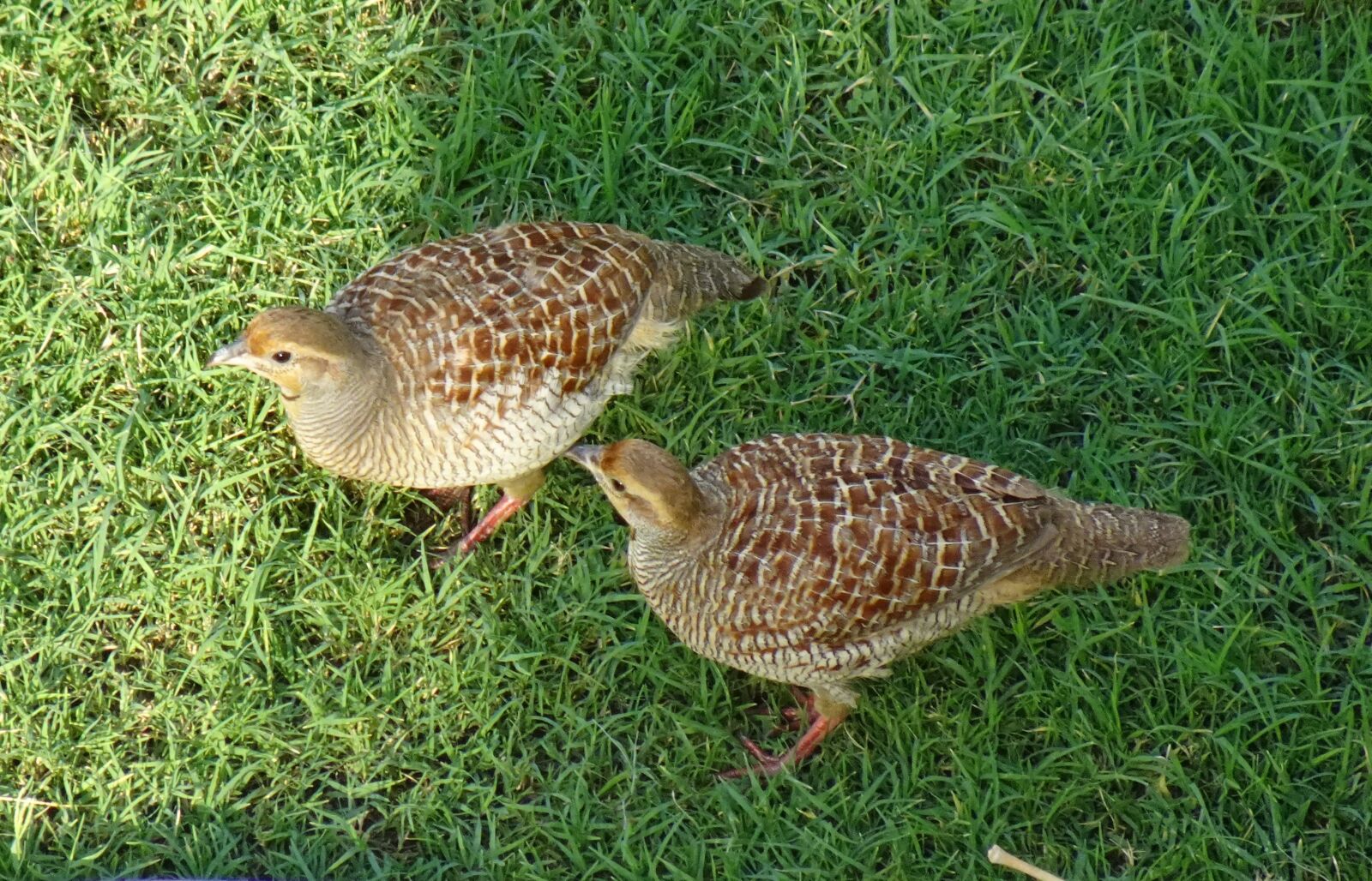 Sony DSC-WX800 sample photo. Bird, grey francolin, francolinus photography