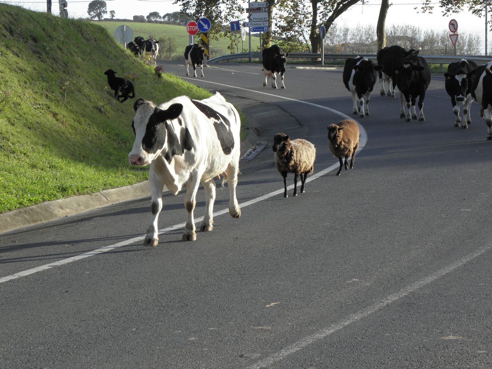 Olympus SP590UZ sample photo. Road, cattle, cows photography