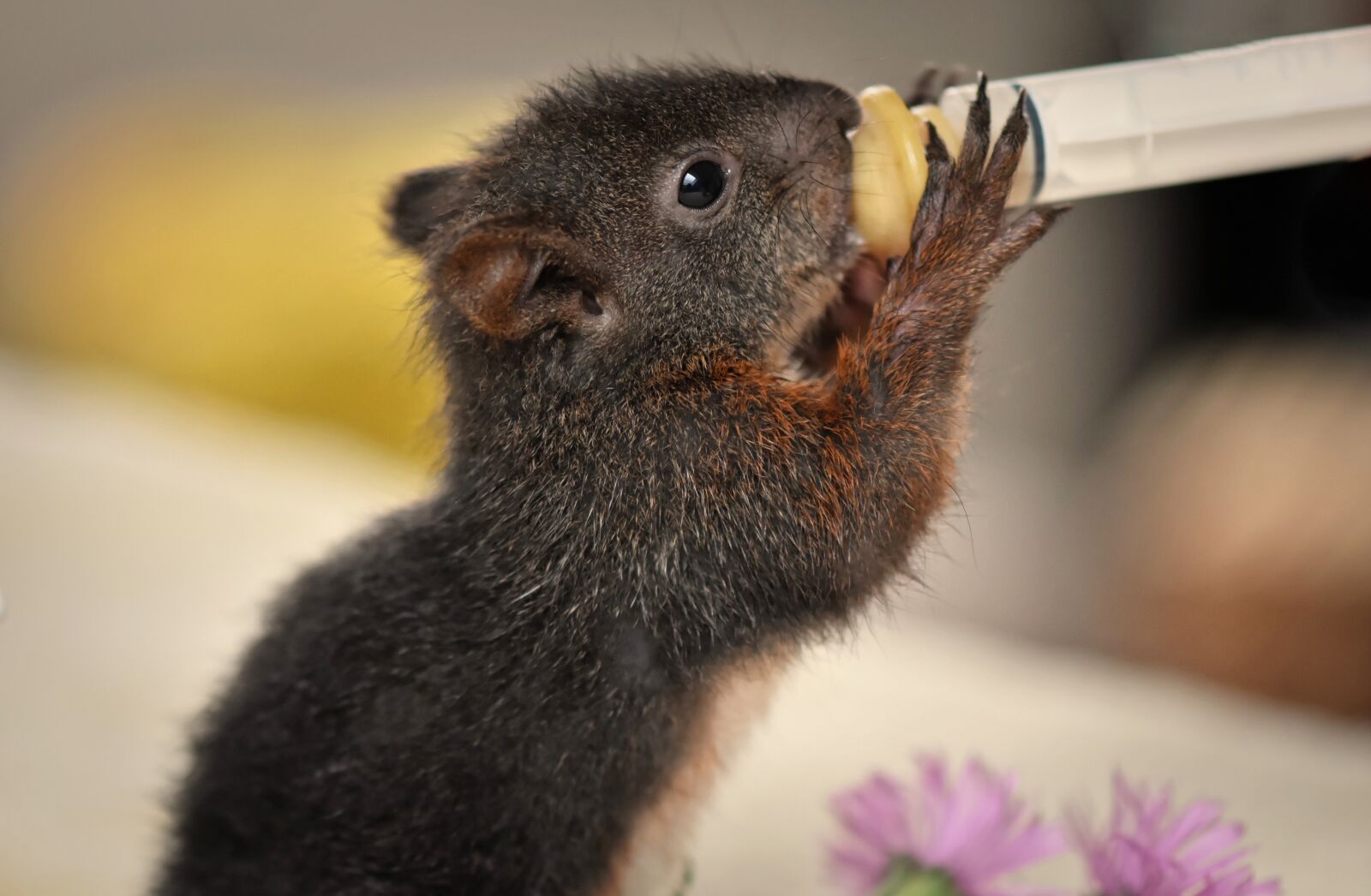 Nikon D7200 sample photo. Squirrel, young animal, small photography