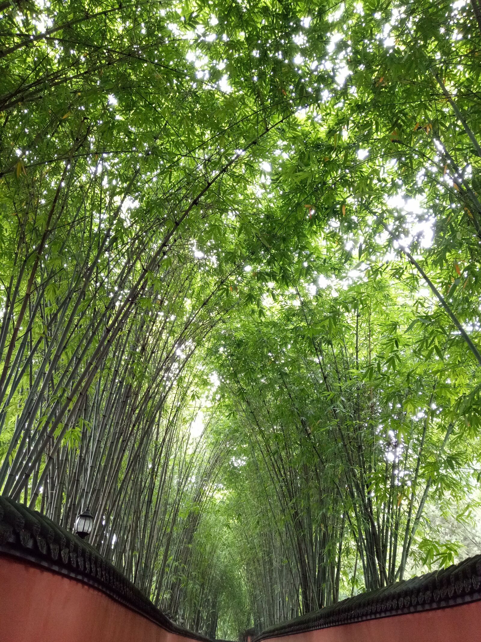 OPPO R9k sample photo. Bamboo, jin-li, green photography