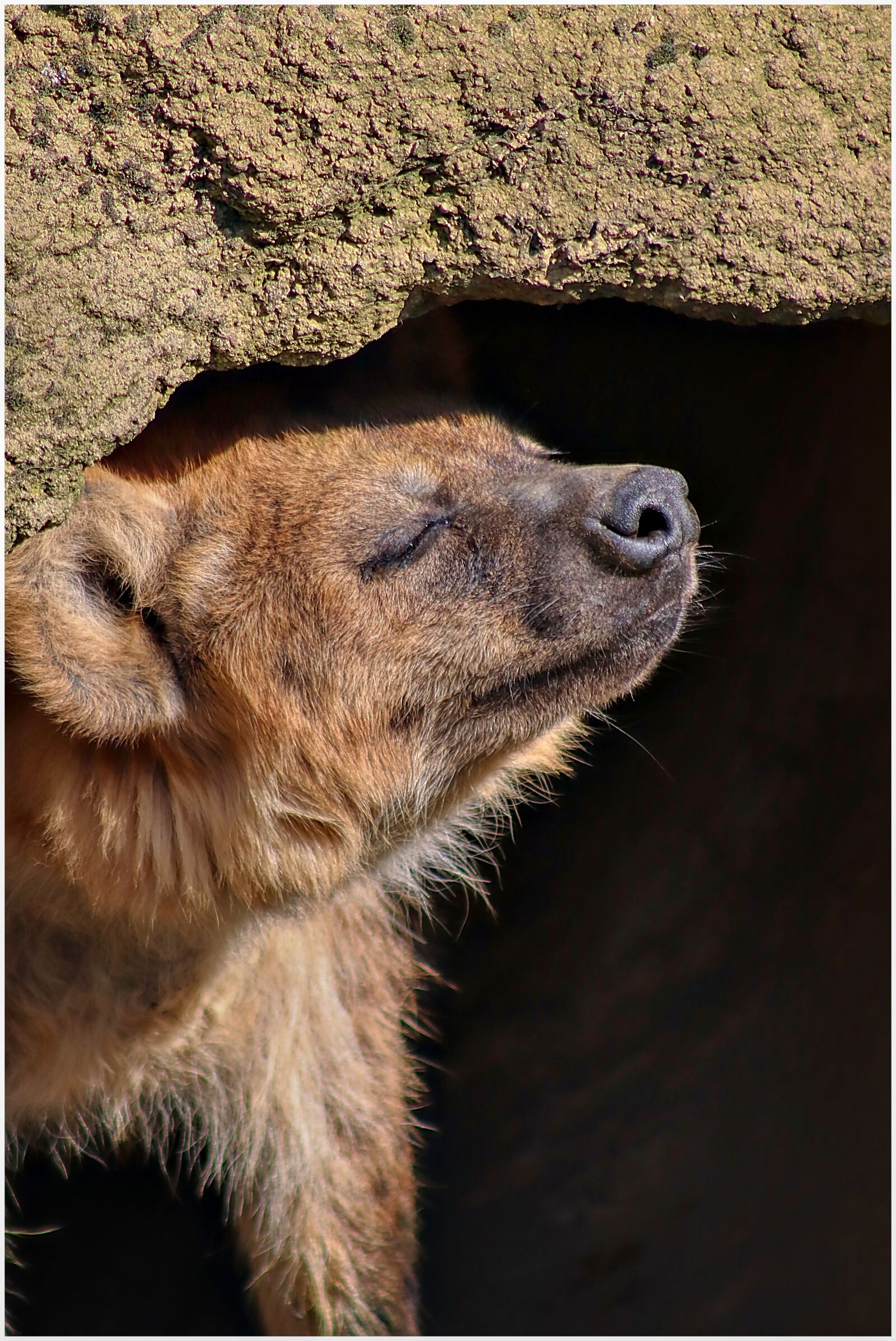 Canon EF75-300mm f/4-5.6 sample photo. Hyena, zoo, carnivores photography