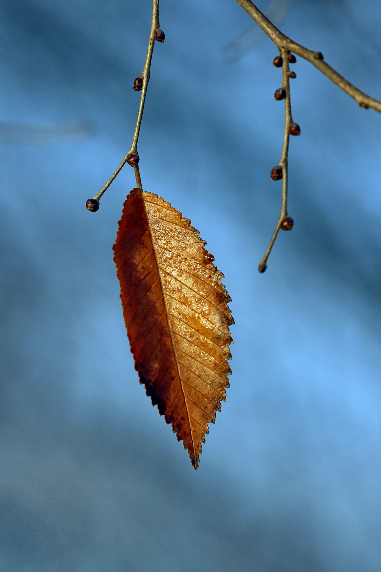 Canon EOS 7D Mark II sample photo. Autumn, color, leaf photography