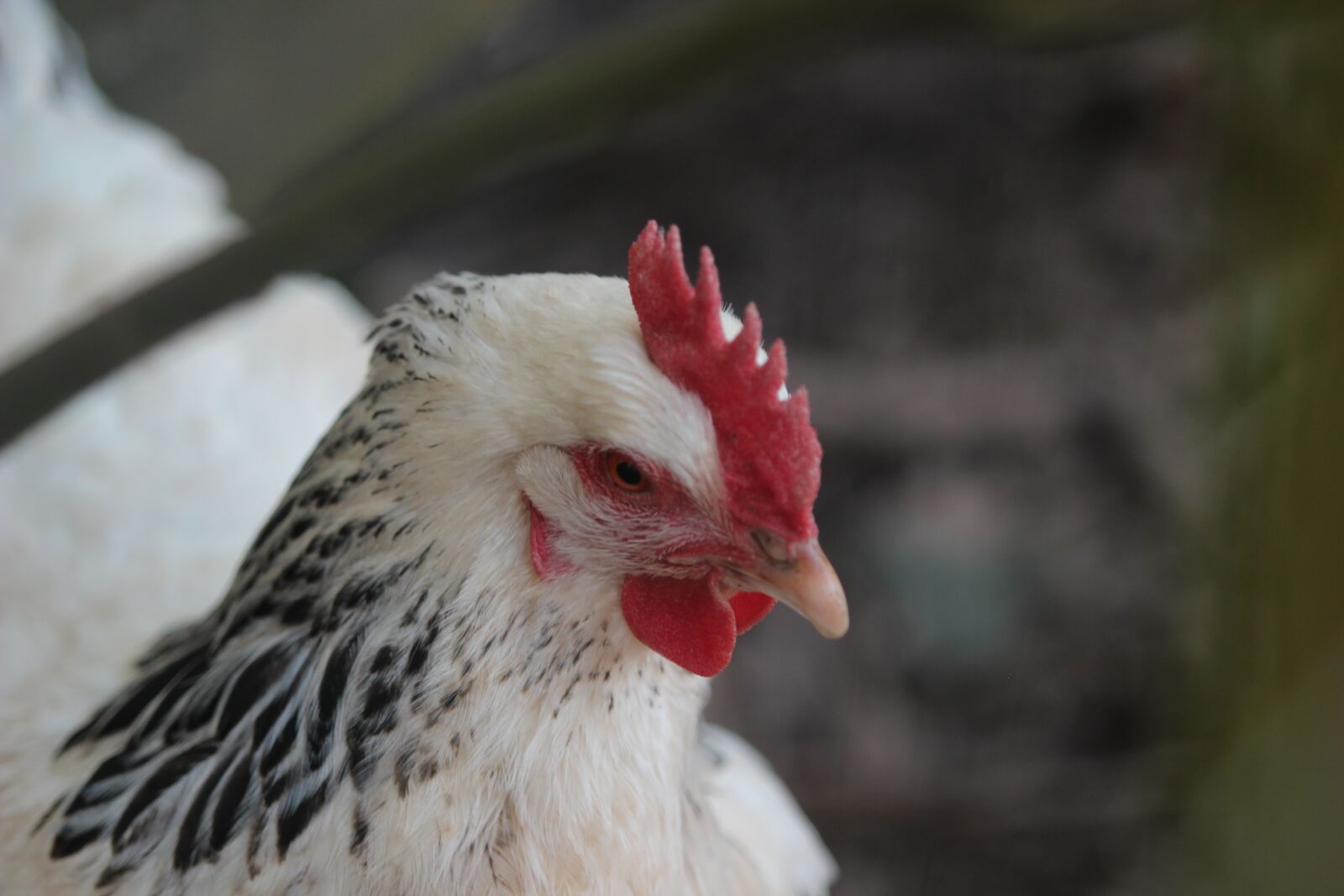 Canon EF 70-200mm F2.8L USM sample photo. Chicken, hen, mother hen photography