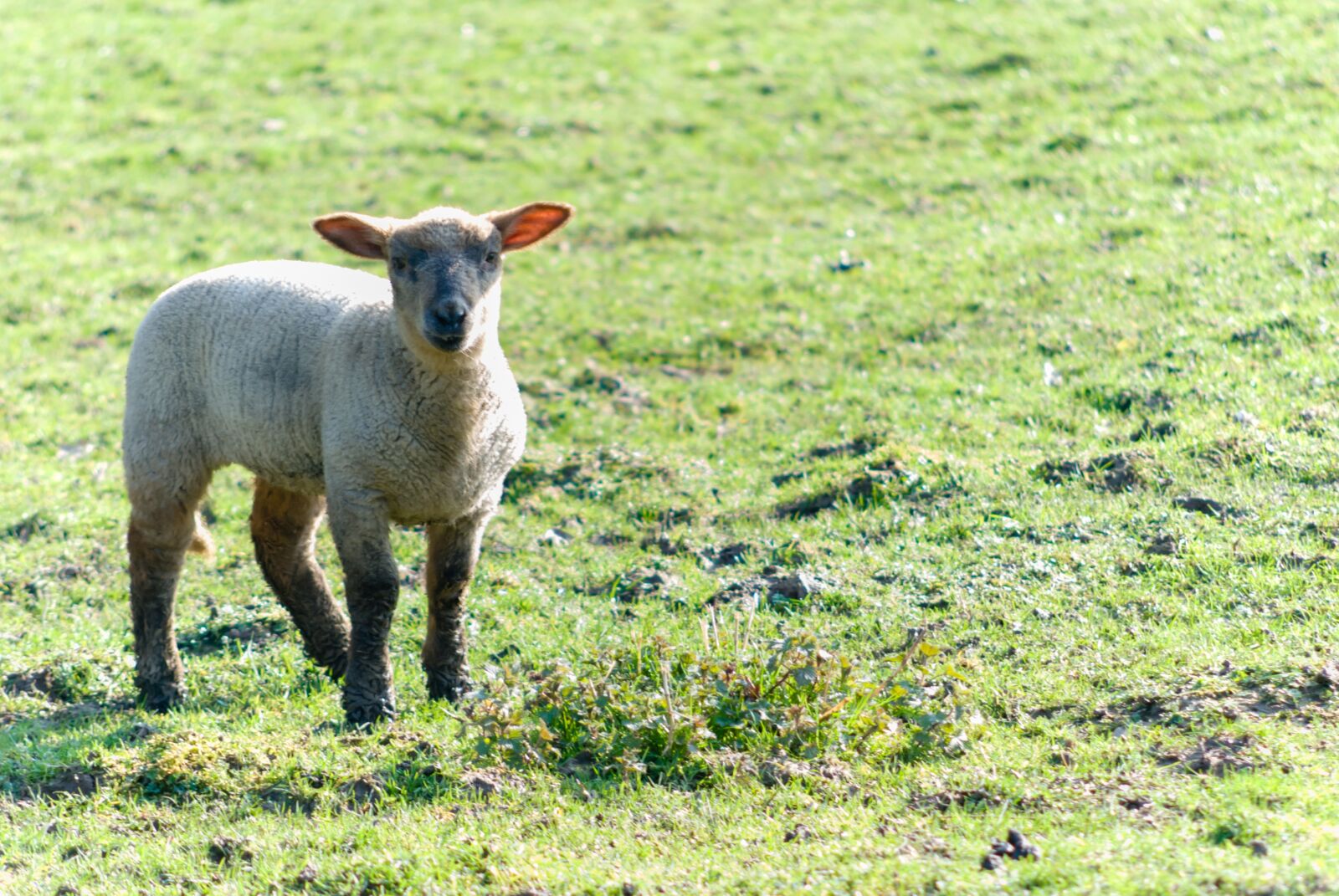 Nikon D80 sample photo. Sheep, livestock, prairie photography