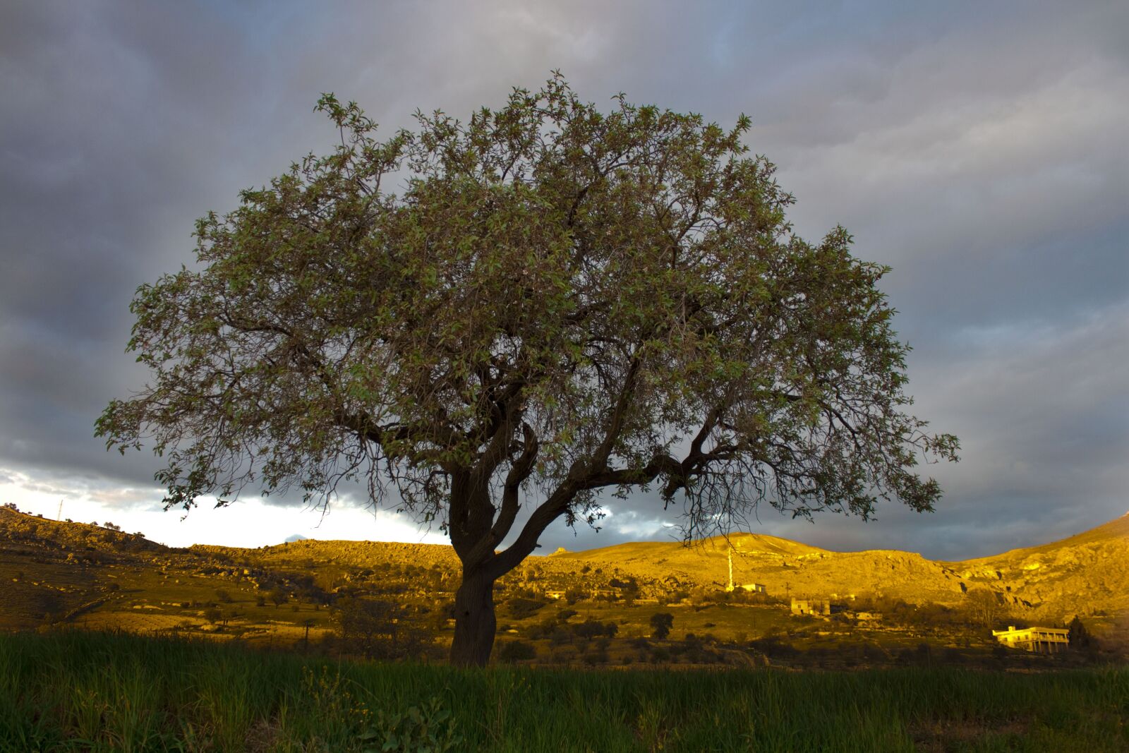 Canon EOS 500D (EOS Rebel T1i / EOS Kiss X3) sample photo. Tree, sunset, mountain photography
