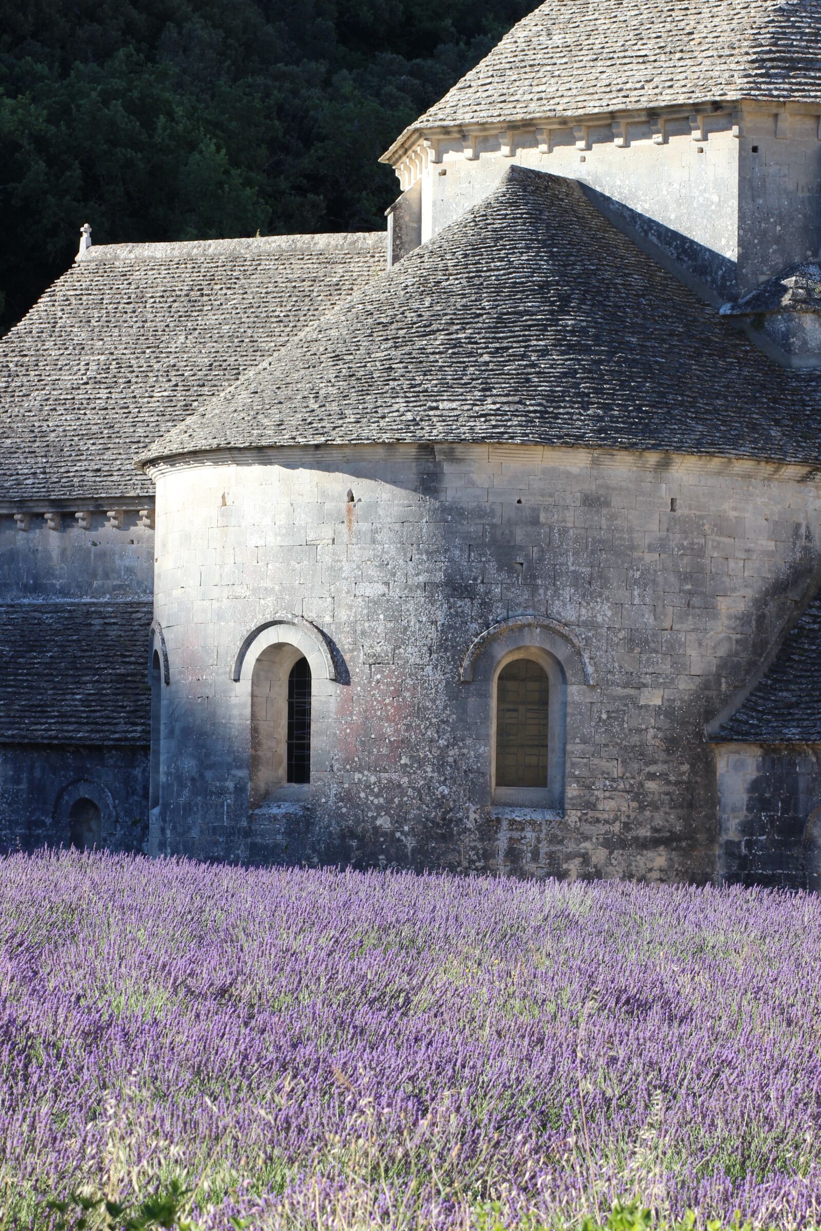 Canon EOS 600D (Rebel EOS T3i / EOS Kiss X5) + Canon EF 85mm F1.8 USM sample photo. France, provence, lavender photography