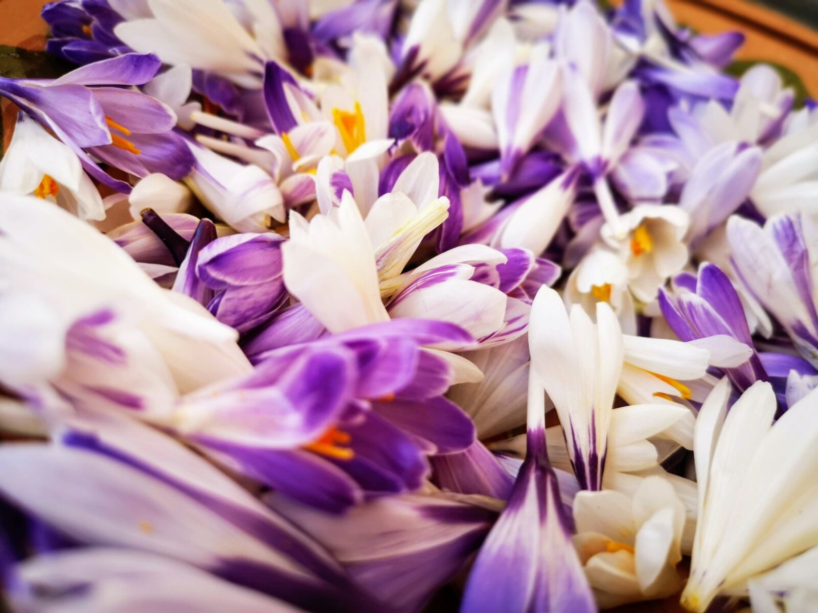 HUAWEI CLT-L09 sample photo. Crocus, vegan, vegetale photography