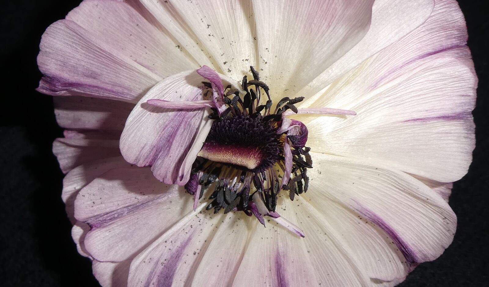 Panasonic DMC-TZ81 sample photo. Flower, ranunculus, close up photography
