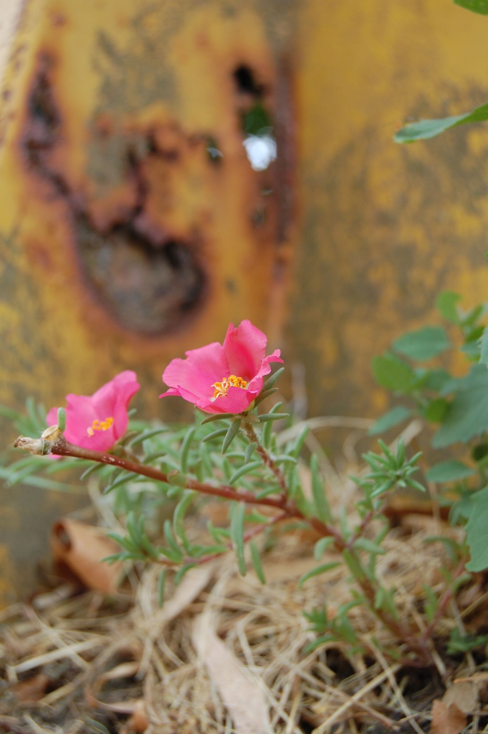 Nikon D40 sample photo. Flower, oxide, rusty photography