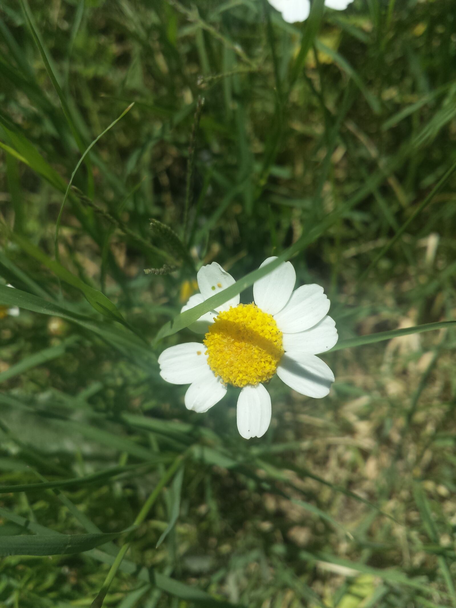 Samsung Galaxy S4 sample photo. Chamomile, flower photography