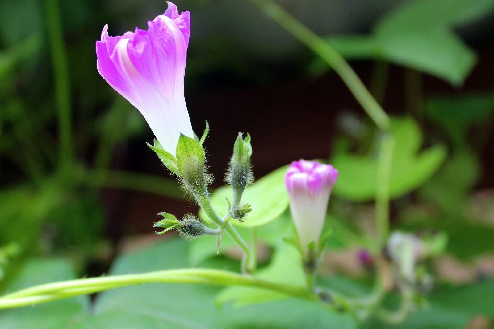 Canon EOS 1200D (EOS Rebel T5 / EOS Kiss X70 / EOS Hi) sample photo. Bindweed, creeper, blooming photography