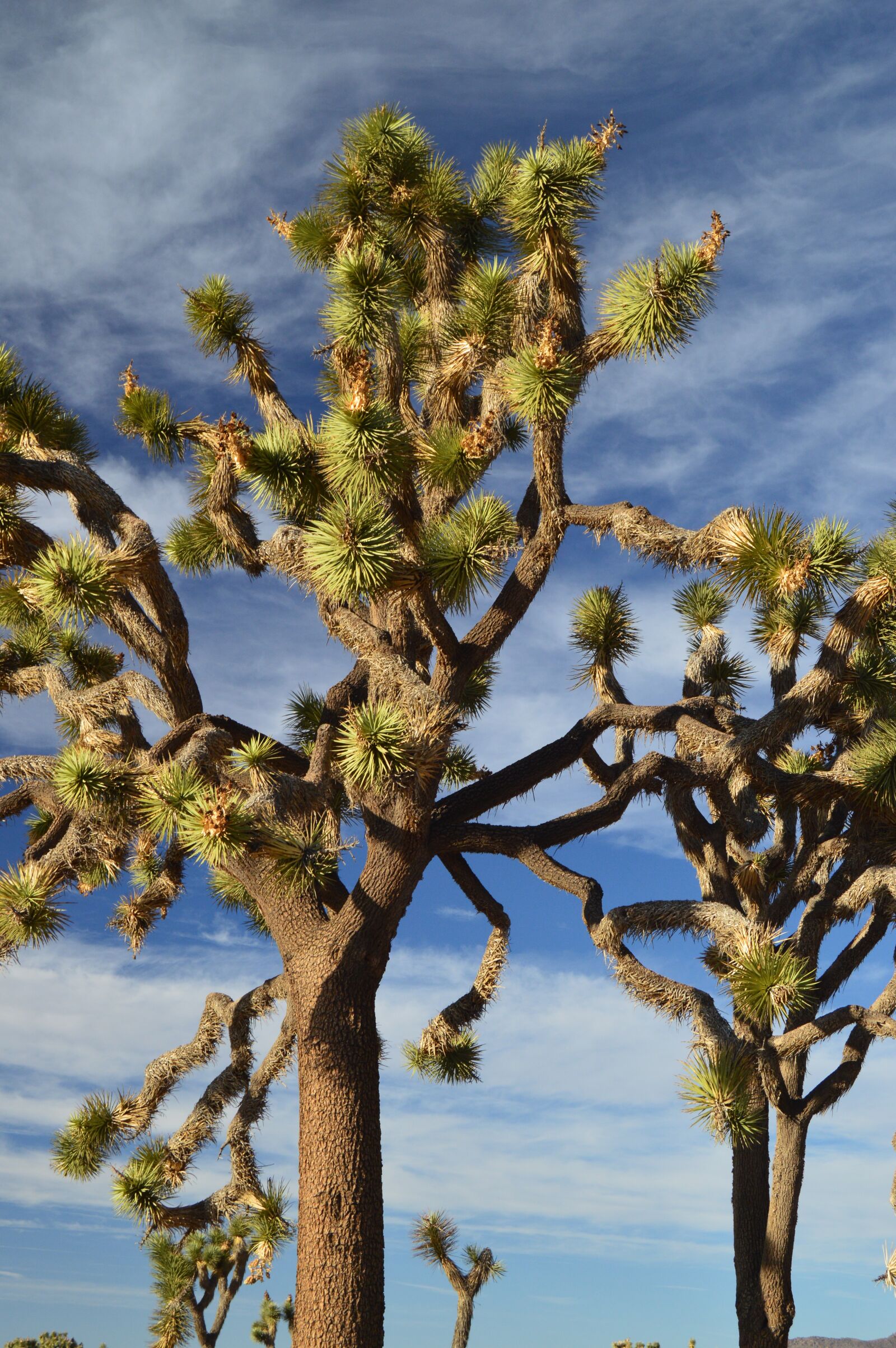 Nikon D3200 sample photo. Joshua tree, nature, parks photography