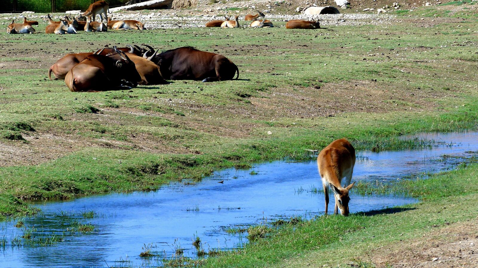 Panasonic Lumix DMC-FZ200 sample photo. Buffalo, antelopes, animals photography