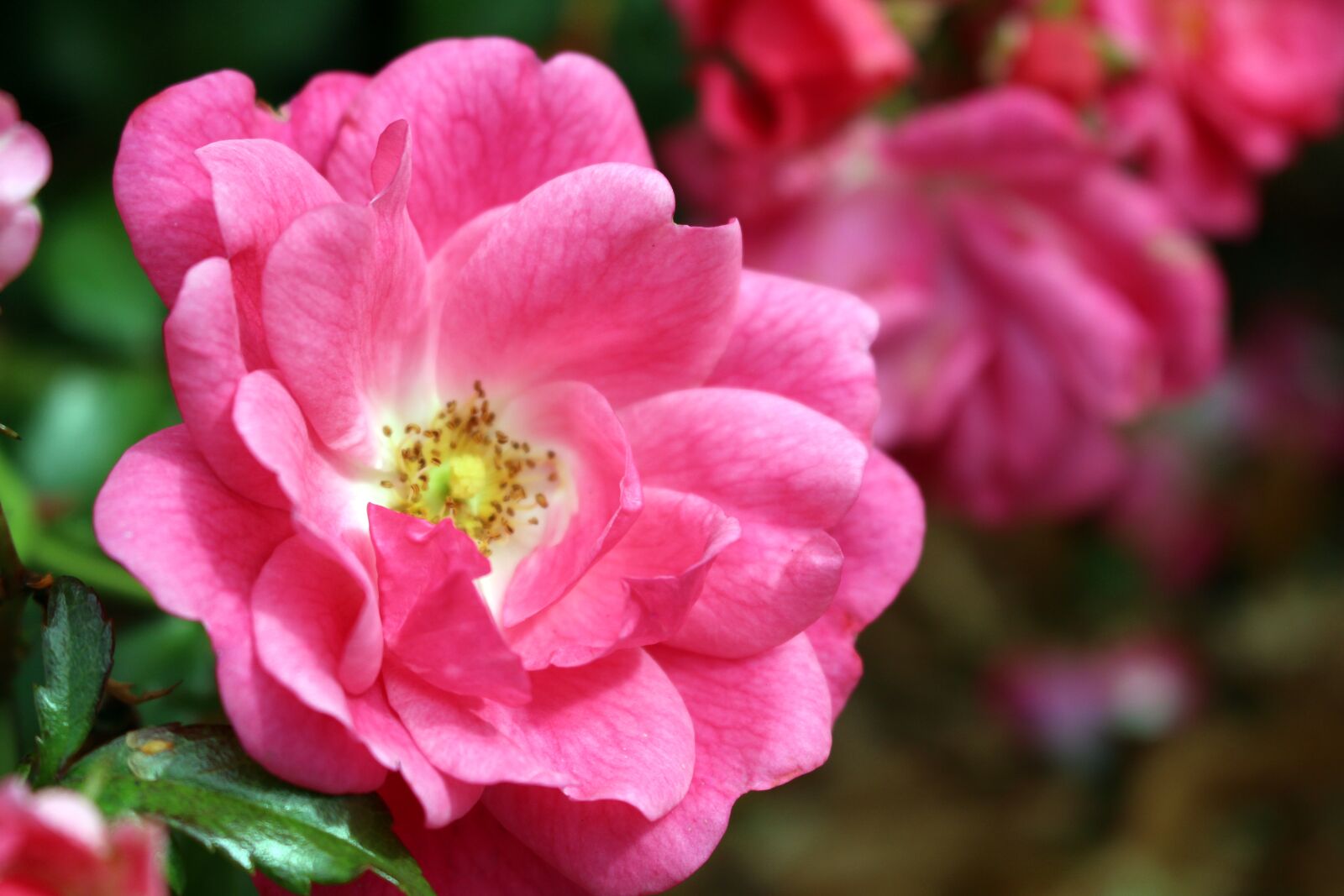 Canon EOS 700D (EOS Rebel T5i / EOS Kiss X7i) sample photo. Rose, pink, blossom photography