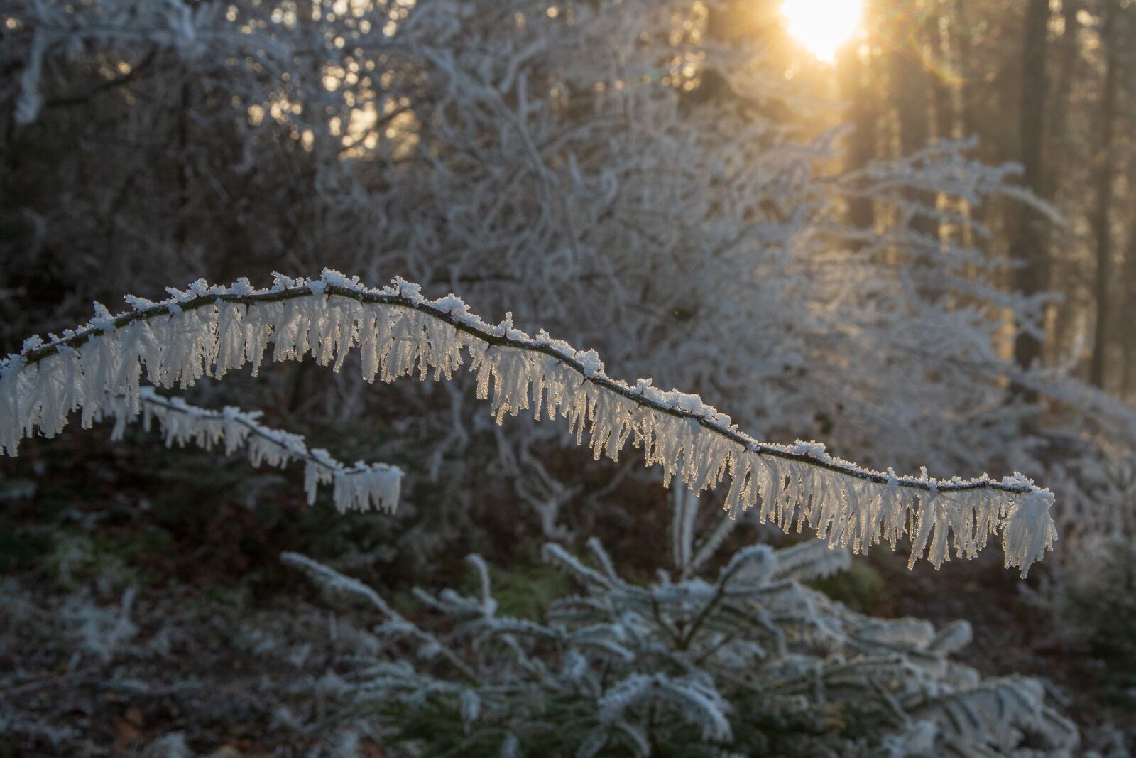 Canon EOS 6D Mark II sample photo. Ripe, branch, light photography