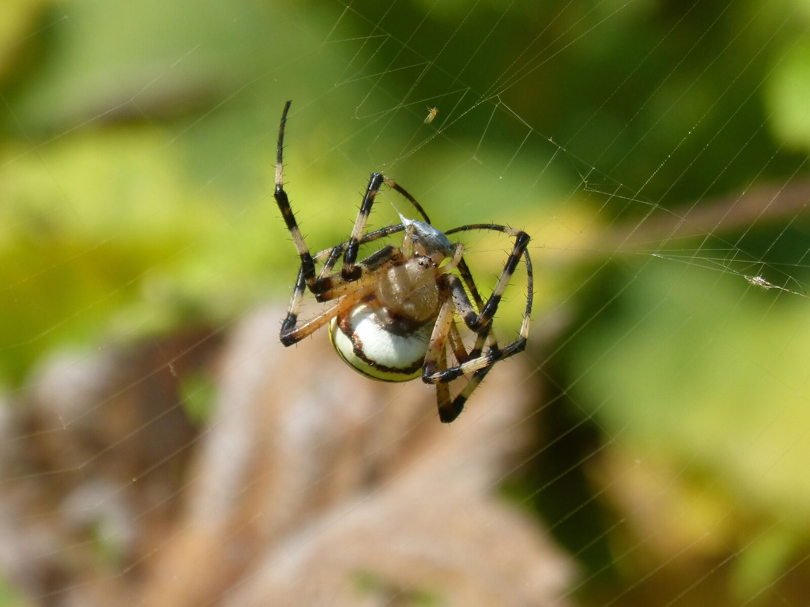 Panasonic DMC-FZ62 sample photo. Spider, spider tiger, zebraspinne photography