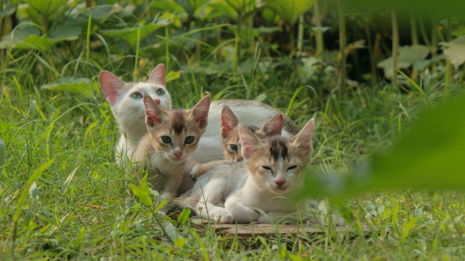 Canon EOS 600D (Rebel EOS T3i / EOS Kiss X5) sample photo. Cat, cat family, cute photography