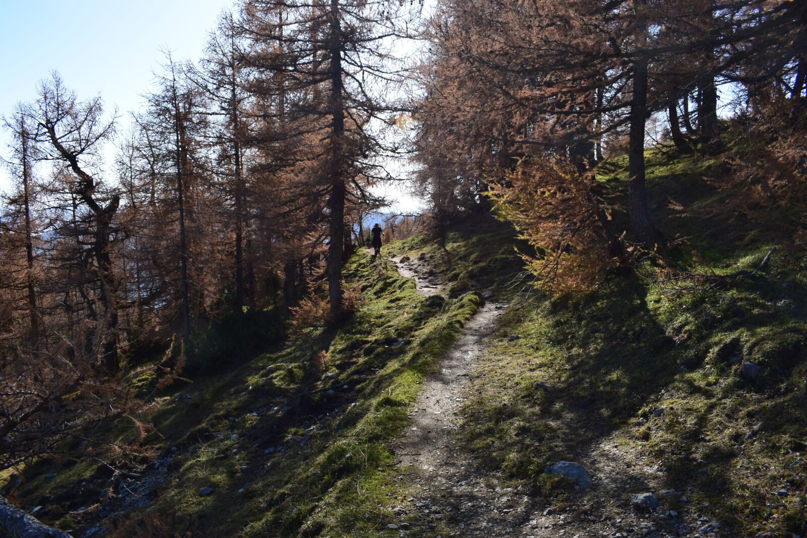 Nikon D3300 sample photo. Trail, hiking, forest photography