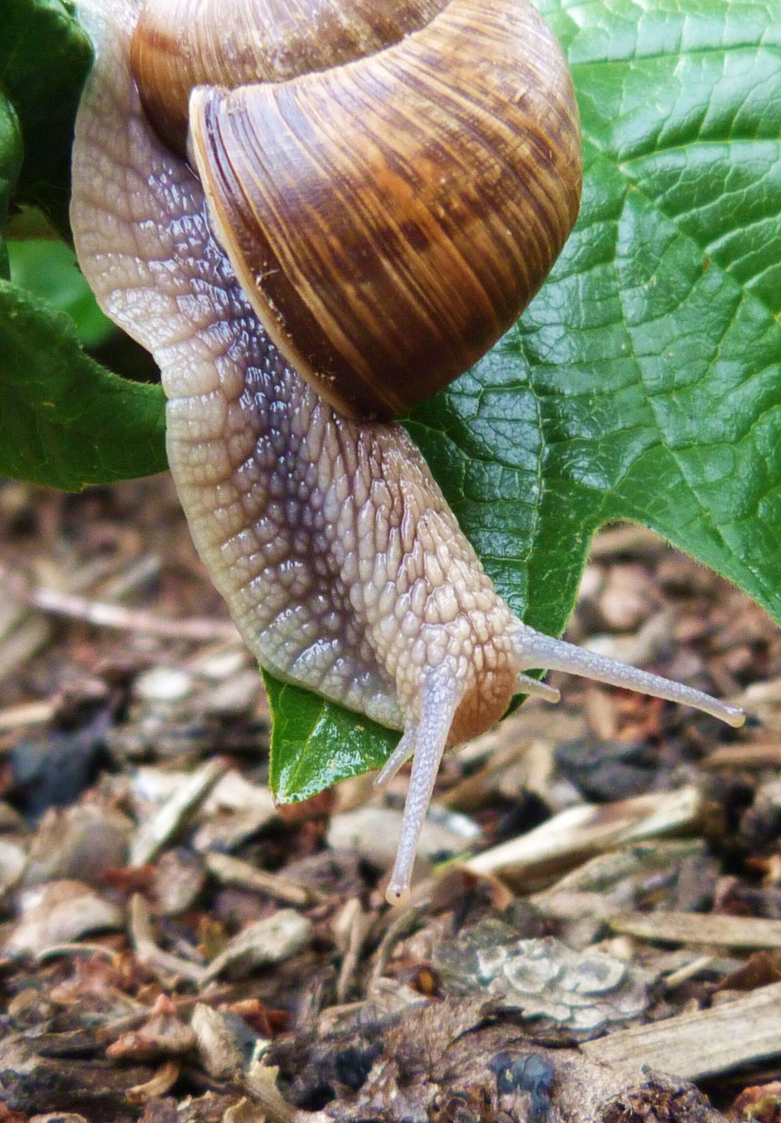 Panasonic Lumix DMC-FZ40 (Lumix DMC-FZ45) sample photo. Snail, animal, nature photography