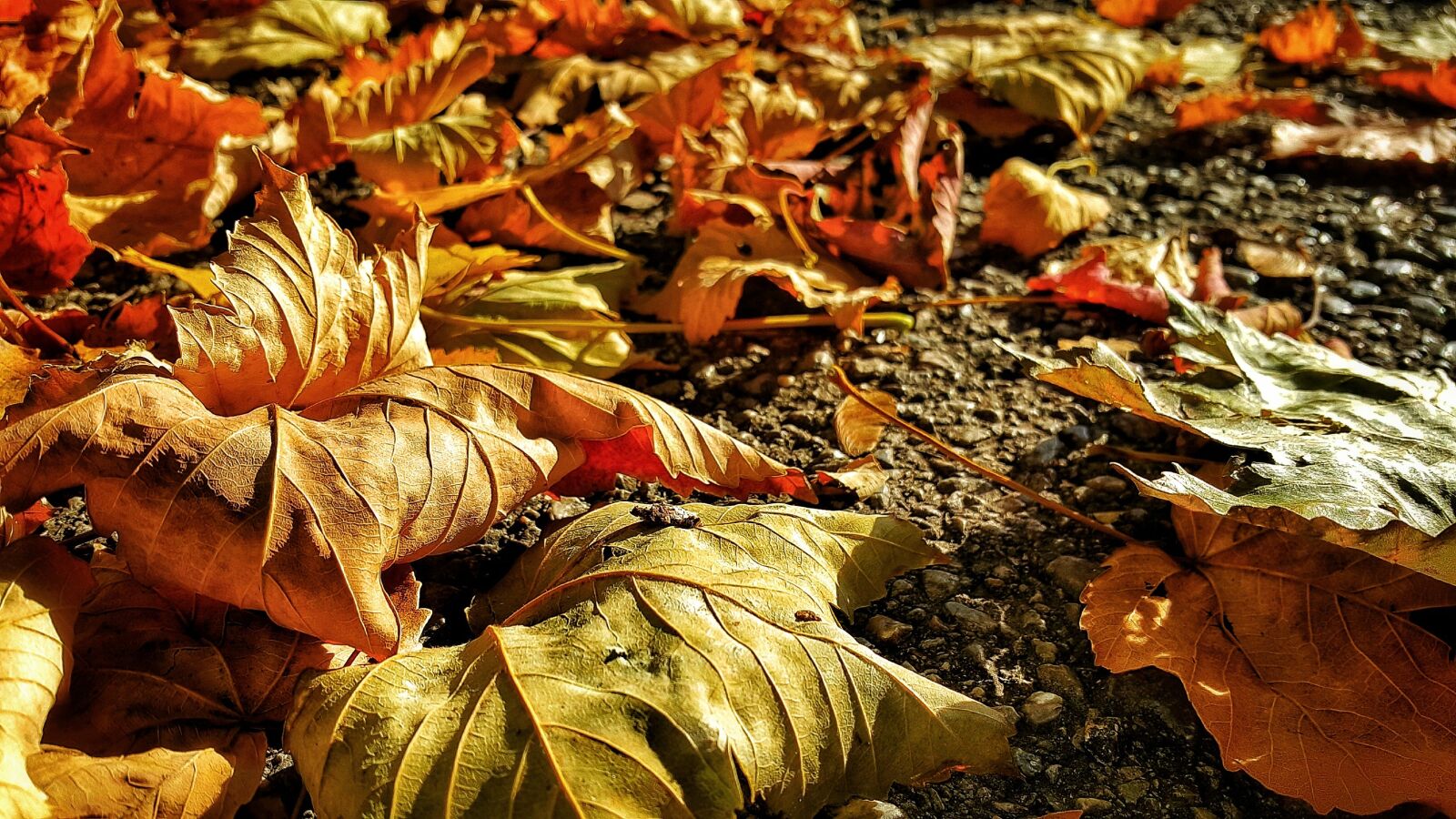 Samsung Galaxy Note4 sample photo. Fall, nature, leaf photography