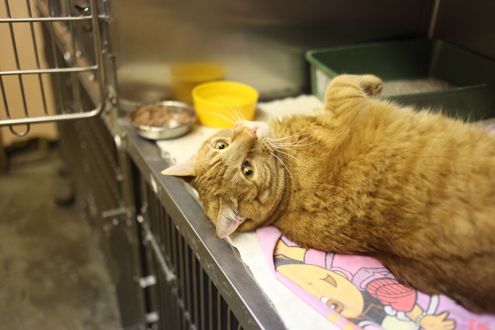 Canon EOS 5D Mark II sample photo. Cat, kitty, veterinarian photography