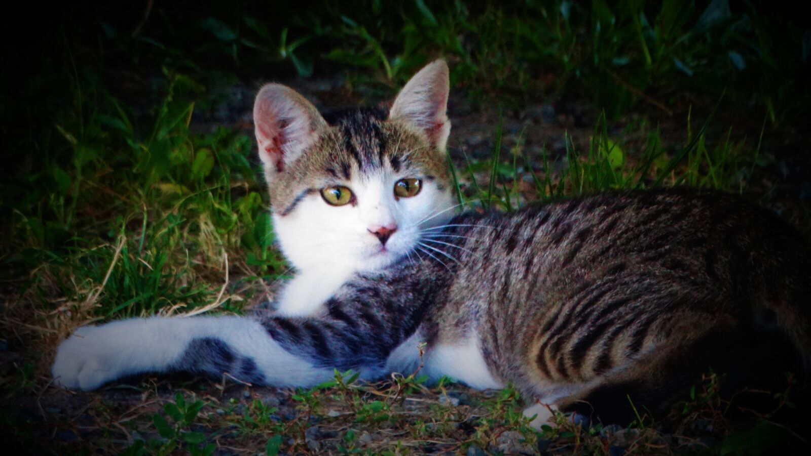 Sony Cyber-shot DSC-HX300 sample photo. Cute, cat, kitten photography